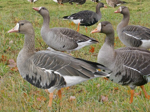 Greater white-fronted geese (detail from Crossley ID Guide for Eastern Birds)