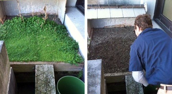 Gulf Tower nest -- before and after weeding (photos by Bob Mulvihill)