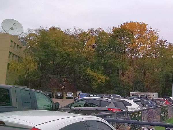 Trees remaining on hillside behind WQED, 30 Oct 2015 (photo by Kate St. John)