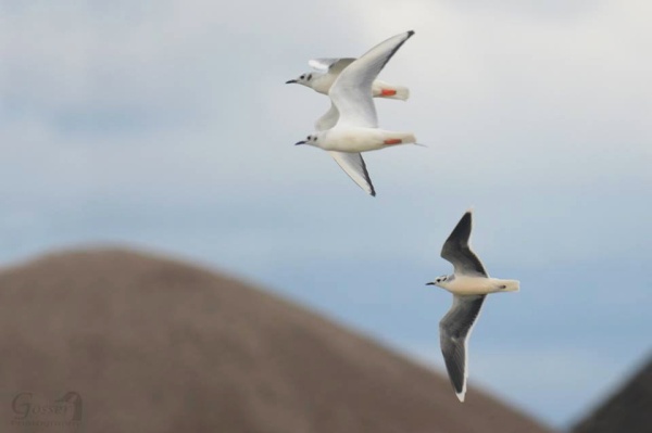 A little gull flying with two Bonaparte's gulls (photo by Steve Gosser)