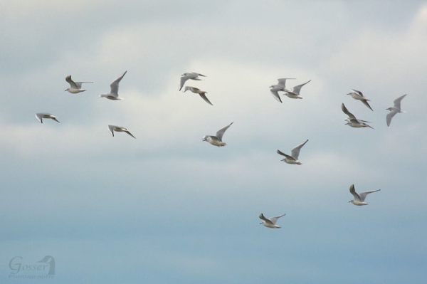 At Lake Erie, a flock of gulls with an overseas visitor among them (photo by Steve Gosser)