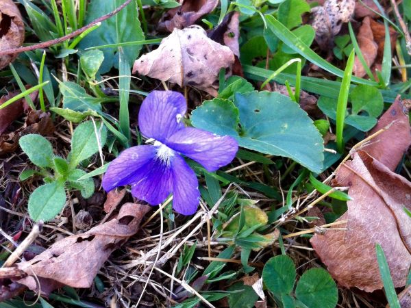 Violets blooming on November 13 in Pittsburgh (photo by Fran Bungert)