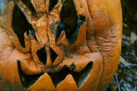 Carved pumpkin, rotting (photo from Wikimedia Commons)