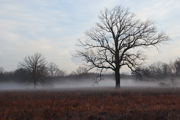 Misty Morning at Great Swamp National Wildlife Refuge (photo by Billtacular via Flickr Creative Commons license)