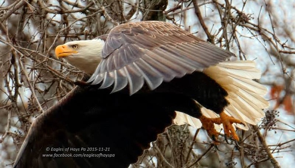 Bald eagle at Hays, PA, 21 Nov 2015 (photo by Dana Nesiti, Eagles of Hays PA)