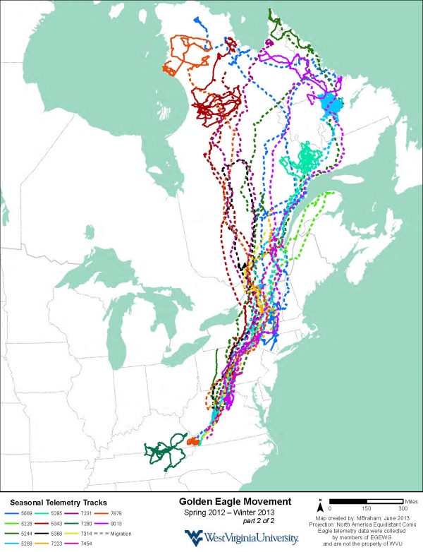 Golden eagle movements in eastern North America, satellite telemetry, Spring 2012-Winter 2013, part 2 (map courtesy of Katzner Lab)