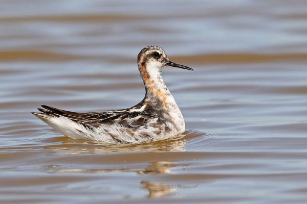 Male red-necked phalarope in July (photo from Wikimedia Commons)