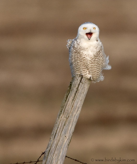 Snowy Owl, Amherst Island, 2008 (photo by Kim Steininger)