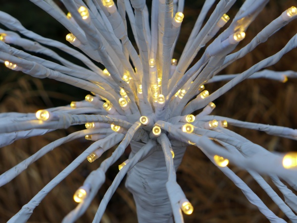 Festive lights at Phipps Conservatory (photo by Kate St. John)