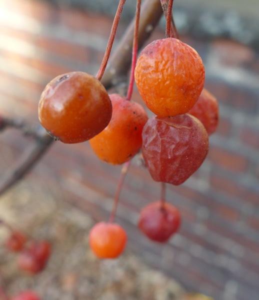 Ornamental fruit in December after a couple of frosts (photo by Kate St.John)