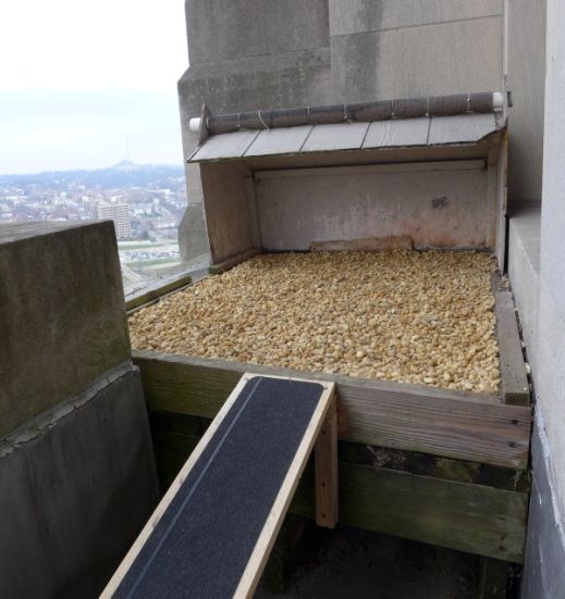 Gulf Tower peregrine nest with new digs! 10 Dec 2015 (photo by Kate St. John)