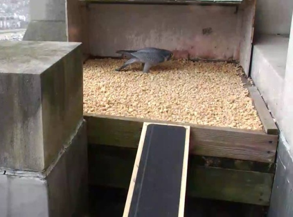 Louie visits the new digs at the Gulf Tower (photo from the National Aviary falconcam at the Gulf Tower in Downtown Pittsburgh)