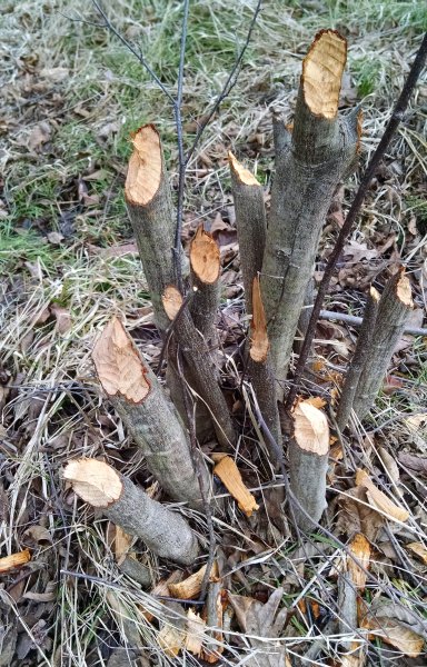 The remains of a stand of alders, Raccoon Creek State Park, Dec 2015 (photo by Kate St. John)