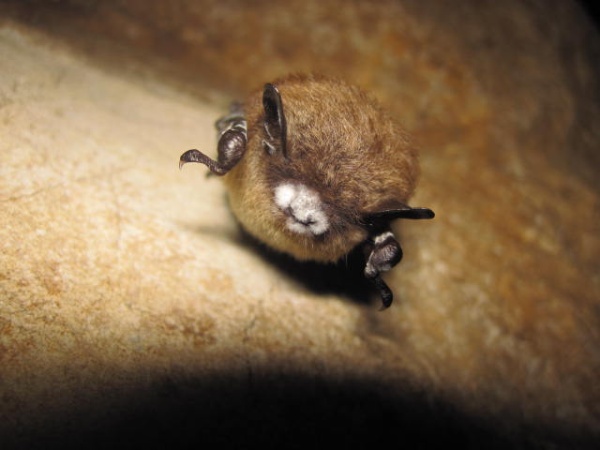 Little brown bat with white nose syndrome (photo by USFW via Wikimedia Commons)