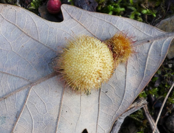 Close-up of oak gall, Washington County, PA, November 2015 (photo by Kate St. John)
