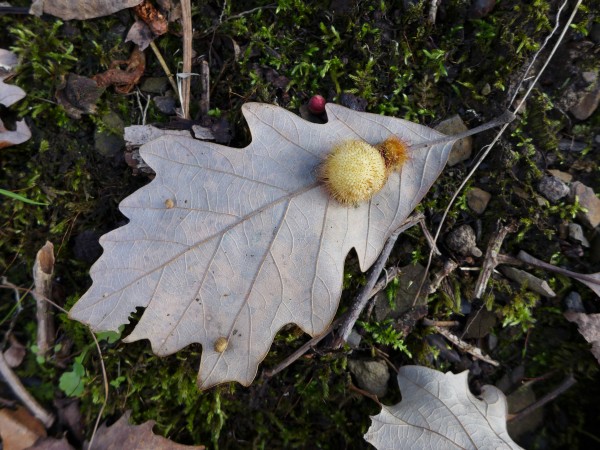 Oak gall, Washington County, PA, November 2015 (photo by Kate St. John)