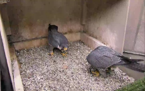 E2 and Hope courting at the peregrine nest at the Cathedral of Learning, 8 Dec 2015 (photo from the National Aviary falconcam at University of Pittsburgh)