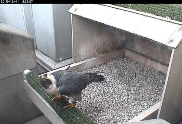Hope looks for E2. Hey, where are you? (photo from the National Aviary falconcam at University of Pittsburgh)
