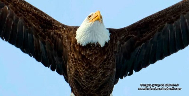Bald eagle (photo by Dana Nesiti, Eagles of Hays, PA)