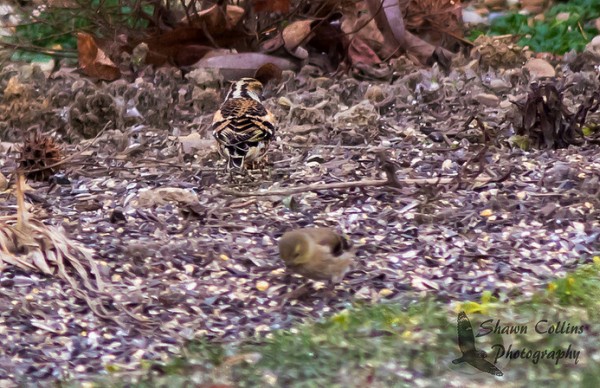 The brambling matches the ground when his back is turned, 1 Jan 2016 (photo by Shawn Collins)