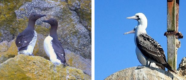 Common Murres, Peruvian Boobies (photos from Wikimedia Commons)