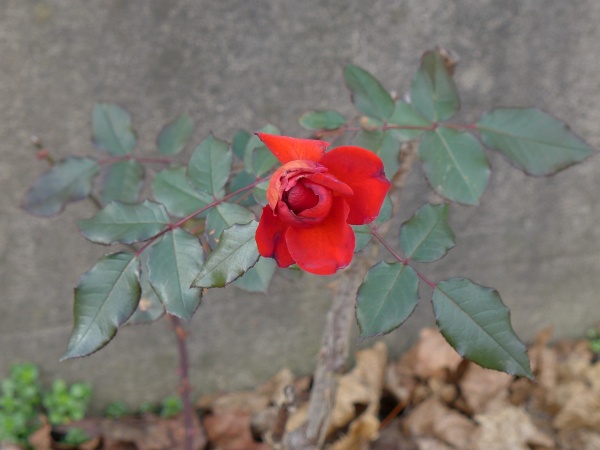 A rose in Pittsburgh, 30 Dec 2015 (photo by Kate St. John)