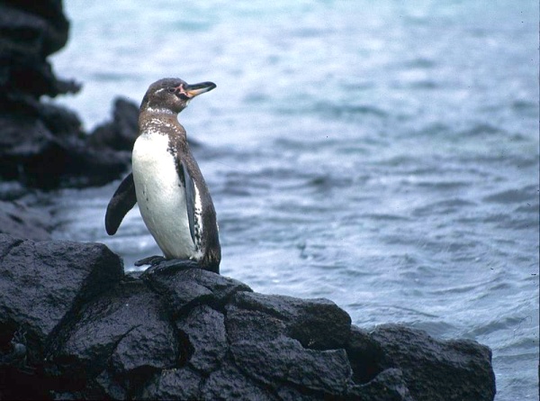 Galápagos Penguin, Galápagos Islands, Ecuador (photo from Wikimedia Commons)