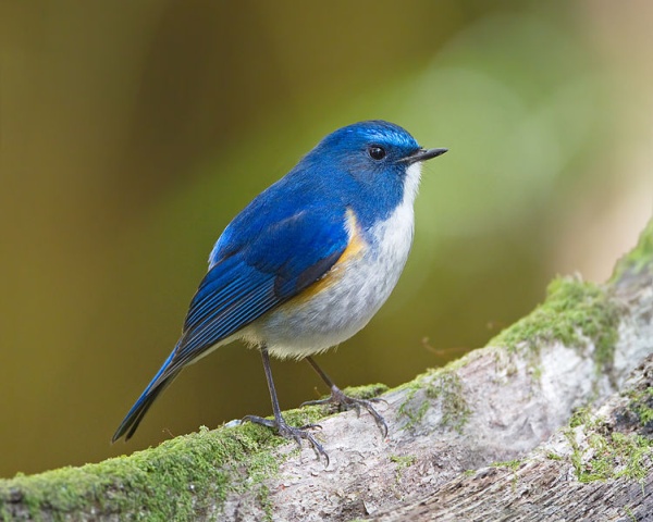 The bluest bird. Only a subspecies? (photo from Wikimedia Commons)