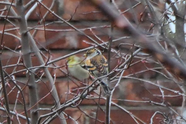 A brief glimpse of the brambling, 1 Jan 2016 (photo by Donna Foyle)