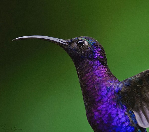 Violet sabrewing, Costa Rica (photo by Sonja Pauen via Wikimedia Commons)