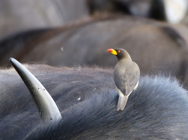 Yellow-billed oxpecker on a large bovine mammal in Africa (photo from Wikimedia Commons)