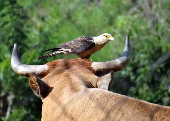 Yellow-headed caracara on a cow in Venezuela (photo from Wikimedia Commons)