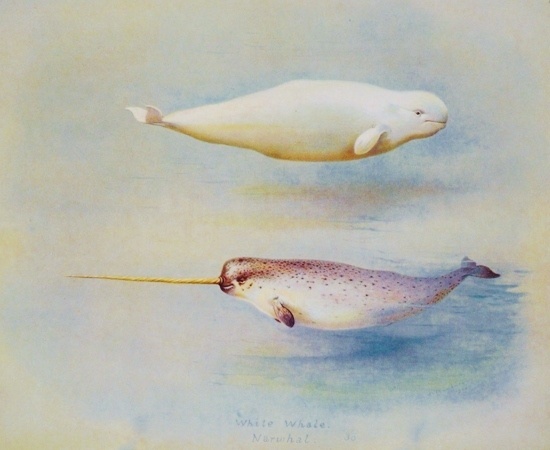 Close relatives: Beluga whale and narwhal (illustration from Wikimedia Commons)