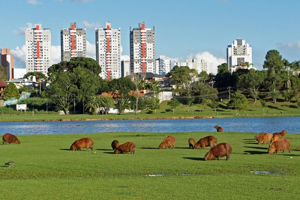 Capybaras grazing at Parque Barigüi, Curitiba, Brazil (photo from Wikimedia Commons)