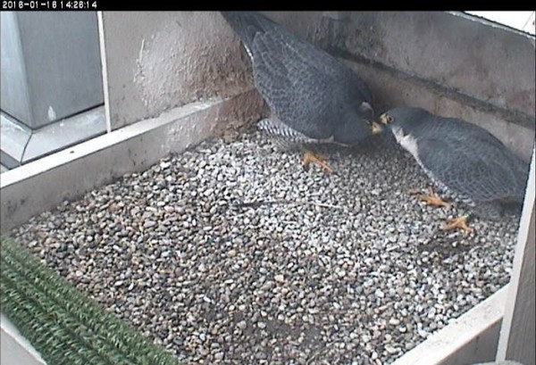 Hope bows low and turns her head in courtship with E2 (photo from the National Aviary snapshot camera at the Cathedral of Learning)