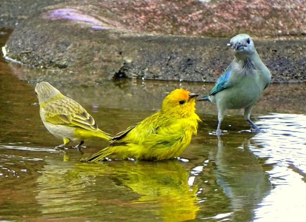Grassland Yellow-Finch, Orange-fronted Yellow-Finch and Glaucous Tanager bathing in southern Venezuela (photo by barloventomagico, Creative Commons license via Flickr)