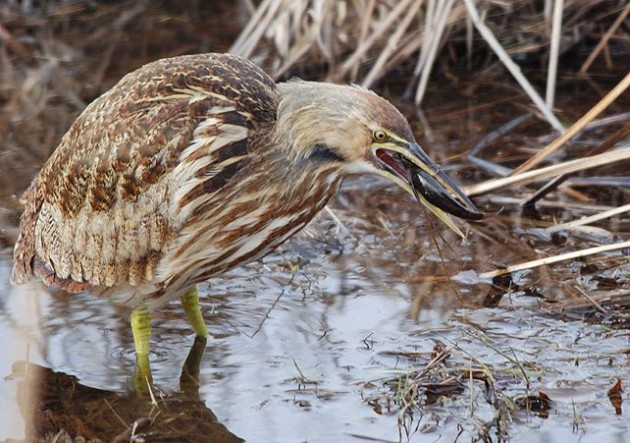 American bittern with fish (photo by Billtacular via Flickr Creative Commons license)