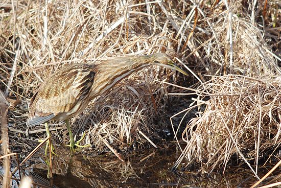 American bittern craning his neck (photo by Billtacular on Flickr Creative Commons license)