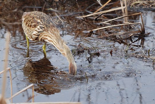 American bittern splashes to get a fish (photo by Billtacular via Flickr Creative Commons license)