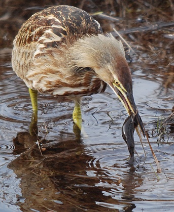 American bittern catches a fish (photo by billtacular via Flickr Creative Commons license)