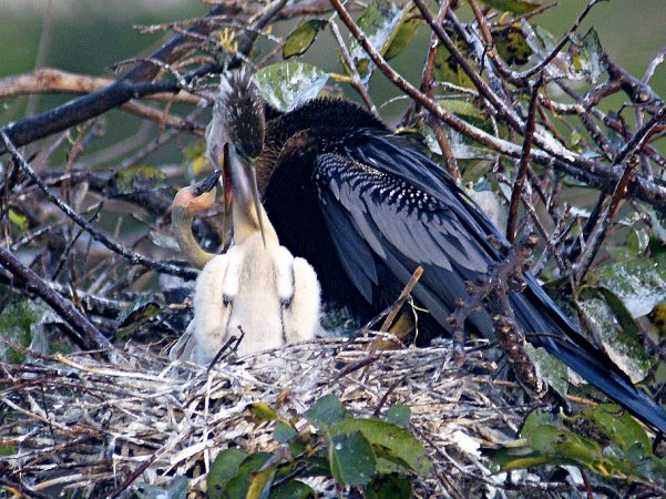 Anhinga feeding its young while second nestling begs (photo by shellgame via Flicker Creative Commons license)