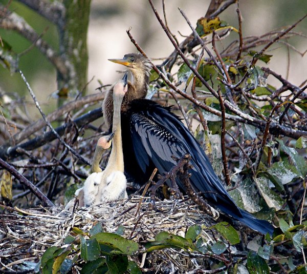 Anhinga with young in nest (photo by shellgame via Flicker Creative Commons license)