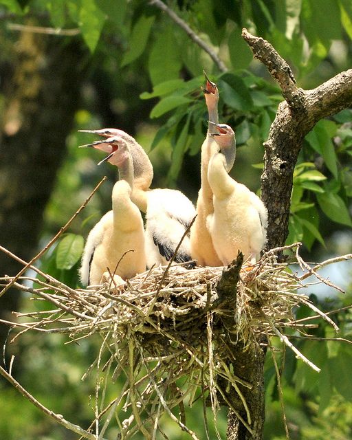 Anhinga nestlings (photo by Jimmy Smith via Flickr Creative Commons license)