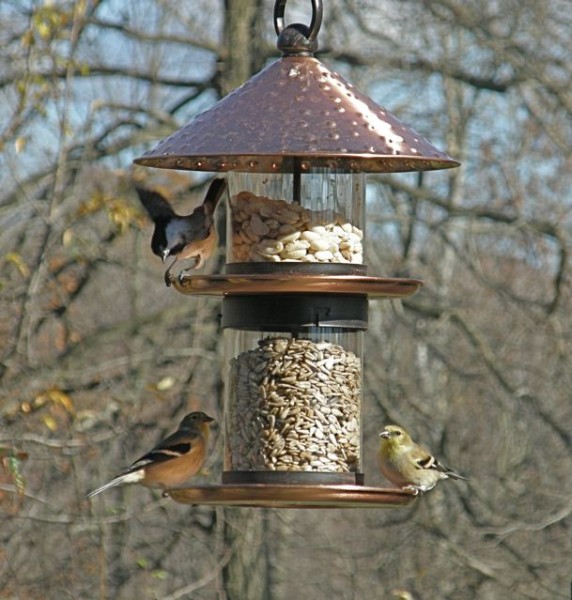 Birds at Marcy's feeder (photo by Marcy Cunkelman)