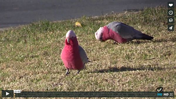 Galahs in southern Australia. Click the image to see the video (screenshot from Vimeo by the green eye)