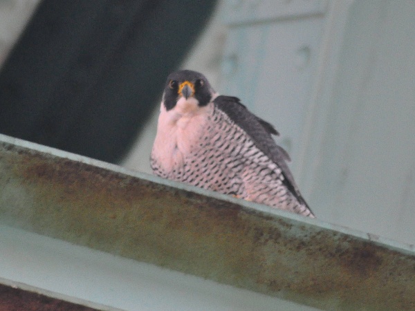 Peregrine falcon at Tarentum Bridge, 8 Feb 2016, 3:30pm (photo by Scott Kinzey)