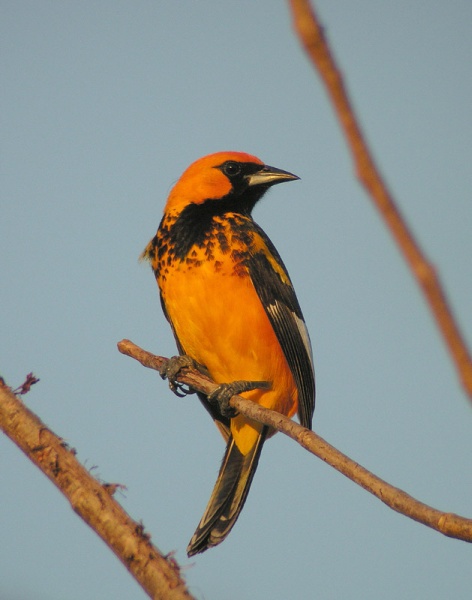 Spot-breasted oriole (photo from Wikimedia Commons)