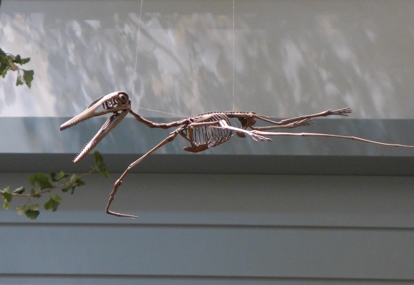 Pterosaur skeleton, main exhibit, Carnegie Museum of Natural History (photo by Kate St. John)