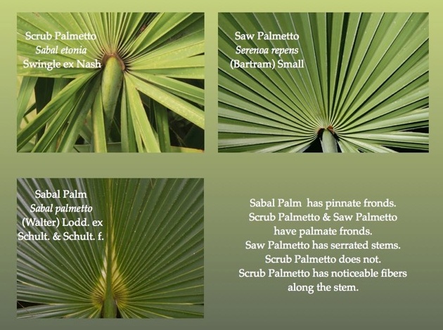 Comparing Palms: Scrub Palmetto, Saw Palmetto, Sabal Palm (illustration by Chuck Tague)