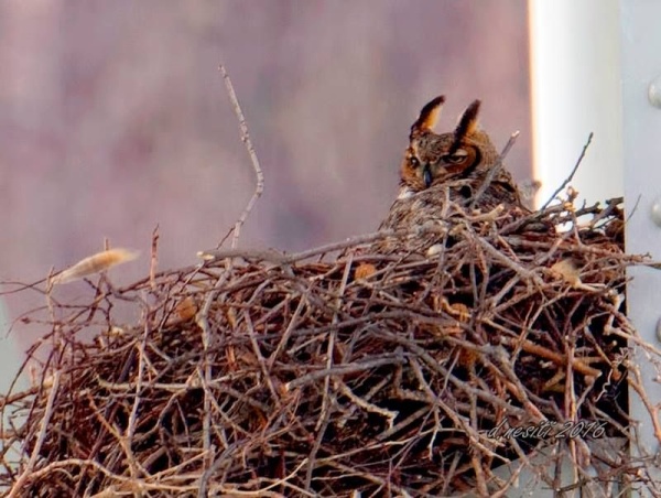 Great horned owl on nest under the Homestead Grays Bridge, 30 March 2016 (photo by Dana Nesiti)
